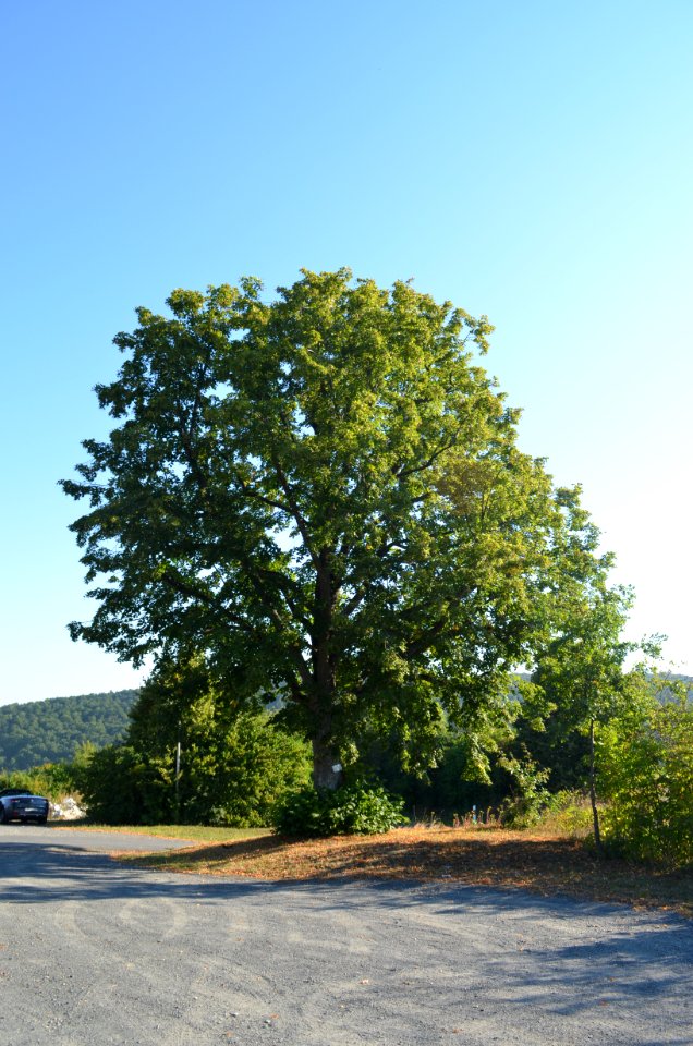 Oberlauken, Linden an der Kirche (3)