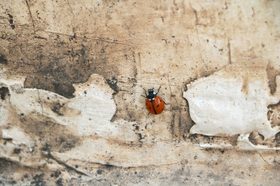 Ladybird ladybug bug
