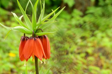 Orange flowers orange flower blooming lilies photo