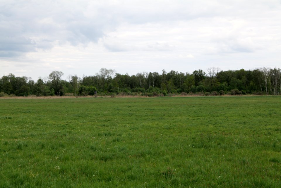 Oberes Rhinluch 2020-05-15 30