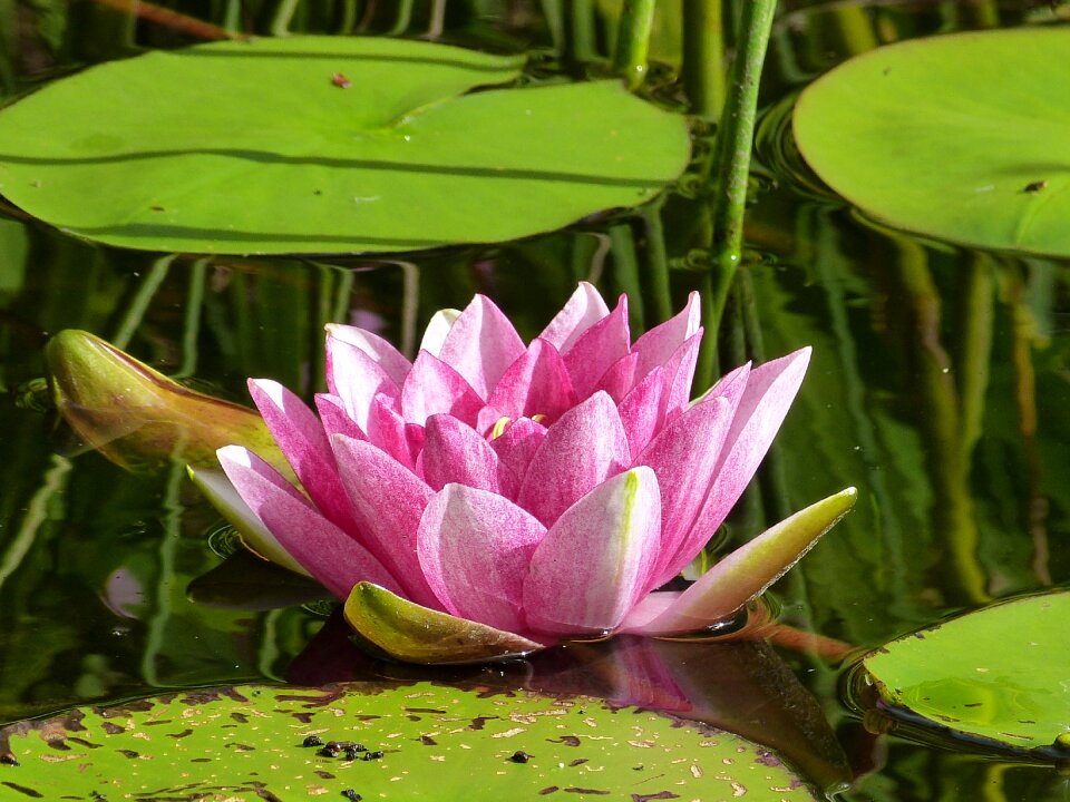 Water rose pond water lilies