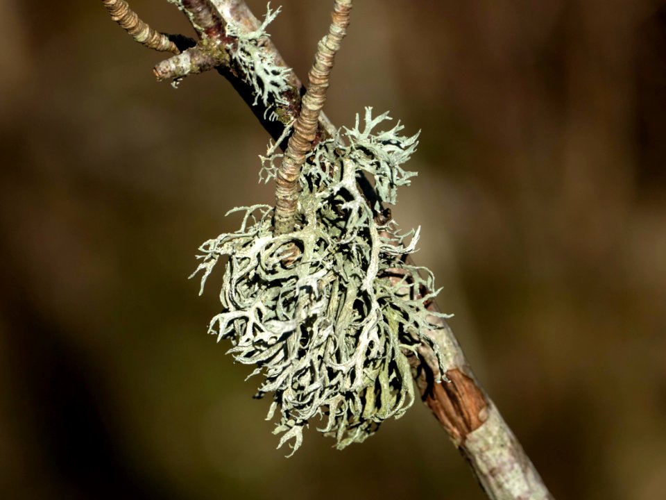 Oakmoss at Myrstigen 1