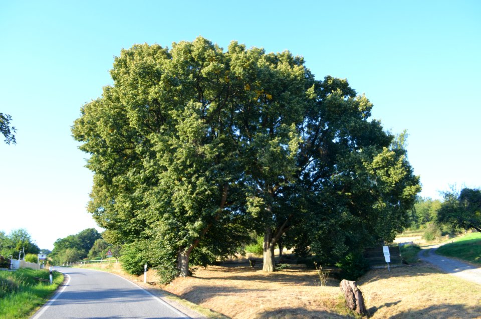 Oberlauken, Linden am Graben