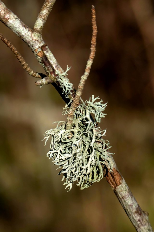 Oakmoss at Myrstigen 2