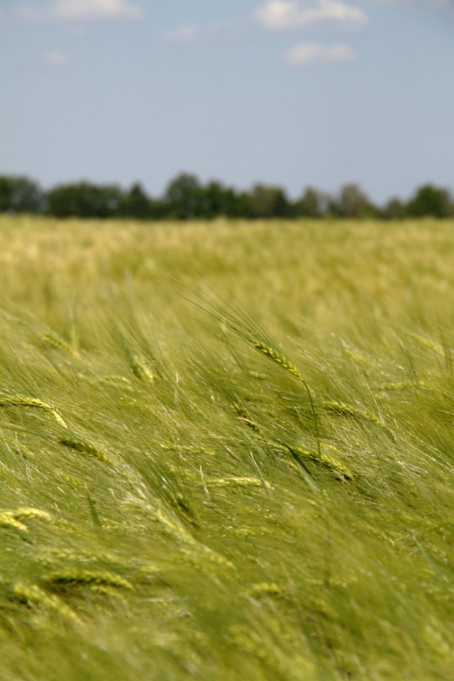 Oberlausitz 2012-05-26-6839