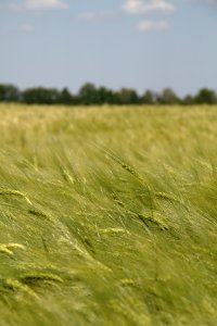 Oberlausitz 2012-05-26-6839