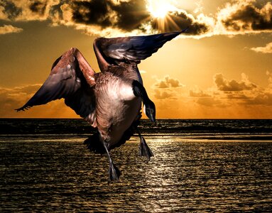 Greylag goose water bird flying