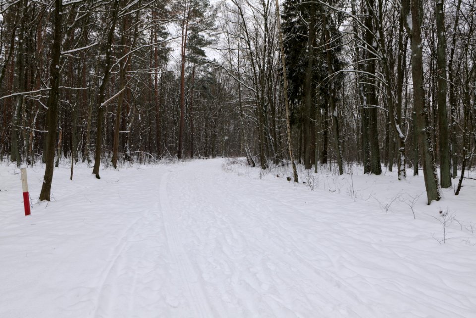 Oberjägerweg in Nieder Neuendorf with snow 2021-02-09 21