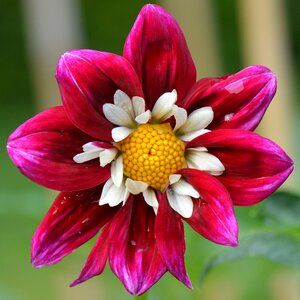 White purple beauty