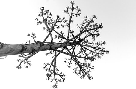 Wood old landscape
