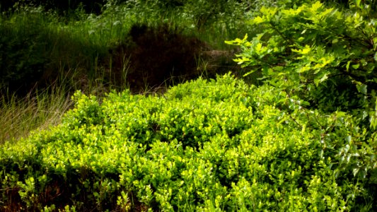 Oak and bilberry bushes in bloom