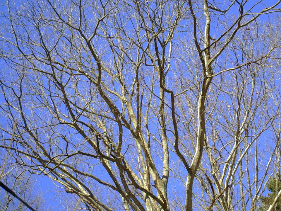 Oak branches winter