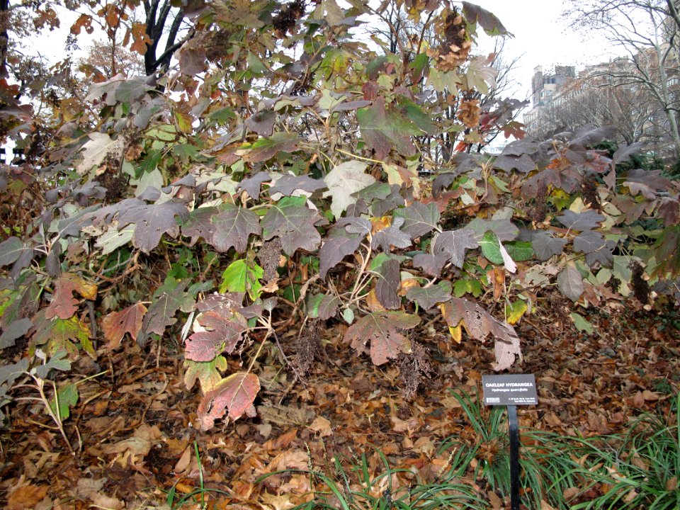 Oakleaf hydrangea winter