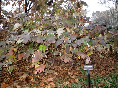 Oakleaf hydrangea winter