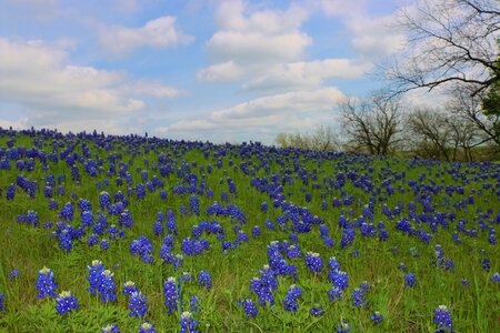 Spring field springtime