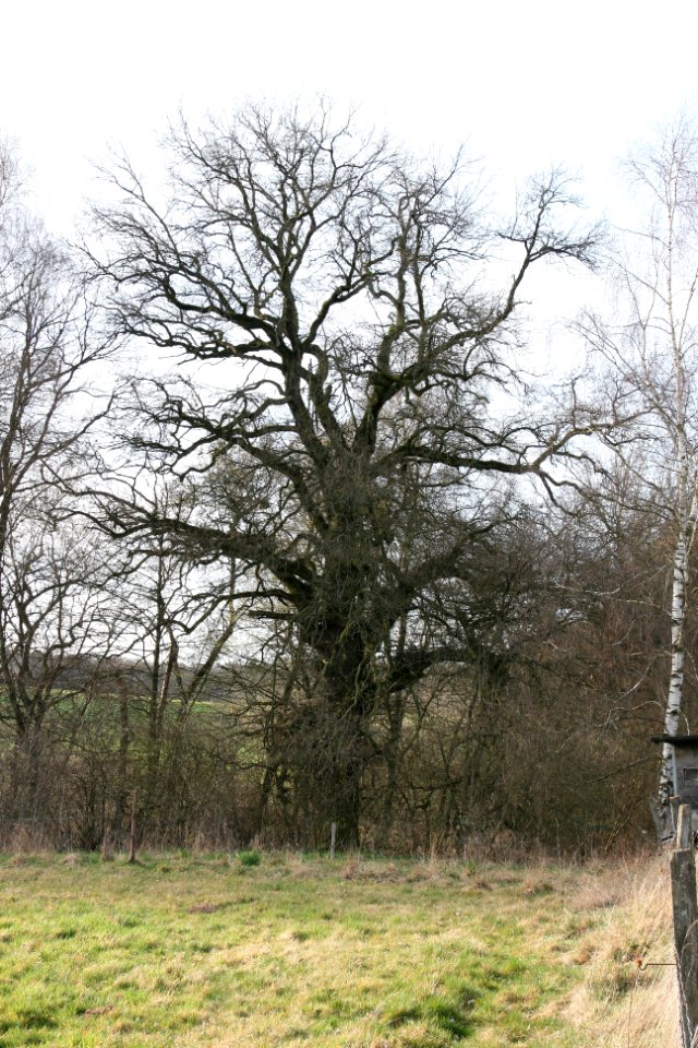 Oak tree natural monument Kruemmel Germany