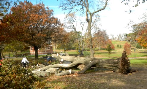 Oak uprooted Sandy in Owls Head Park jeh photo