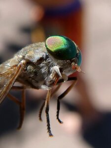 Tabanid insect eye sting photo