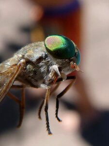 Tabanid insect eye sting