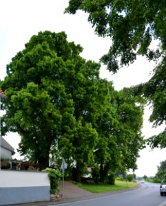 Obernhain, Linden am Ortseingang (3)