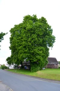 Obernhain, Linden am Ortseingang