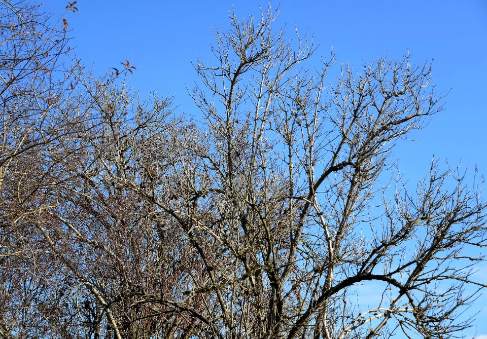 Kahl blätterlos november