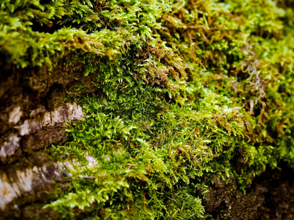 Bark forest fouling