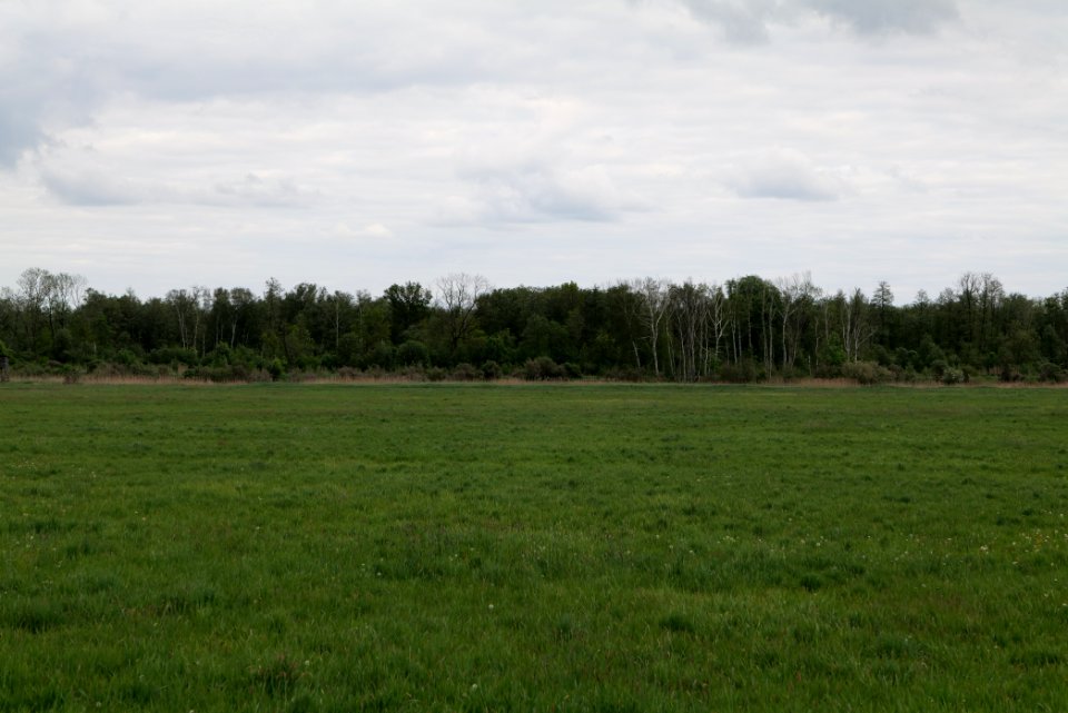 Oberes Rhinluch 2020-05-15 29
