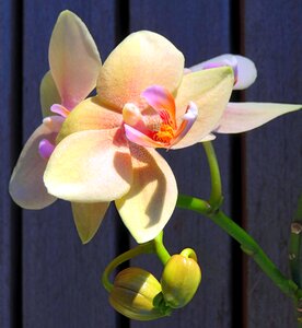 Butterfly orchid exotic flower flower with buds photo
