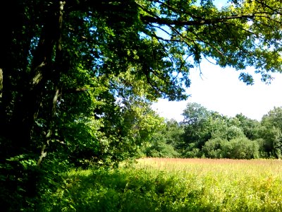 Oak Grove. Nature of Yoshkar Ola's surroundings. 1