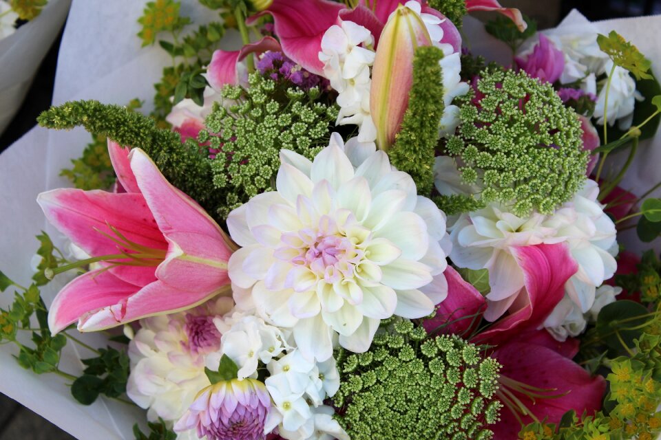 Colorful blooms blossoms