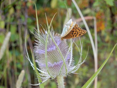 Flower nature plant