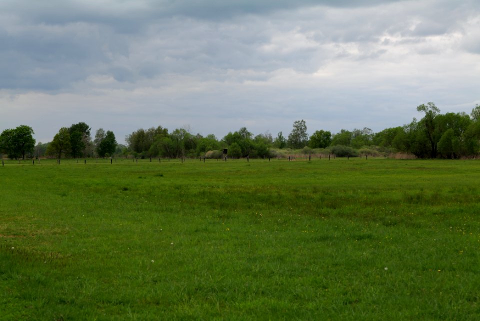 Oberes Rhinluch 2020-05-15 20