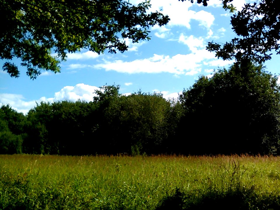 Oak Grove. Nature of Yoshkar Ola's surroundings. 2