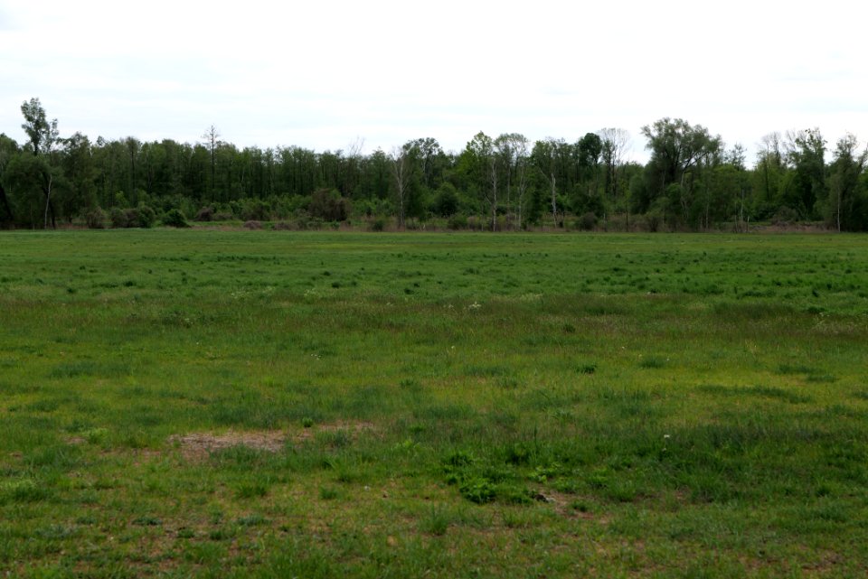 Oberes Rhinluch 2020-05-15 33