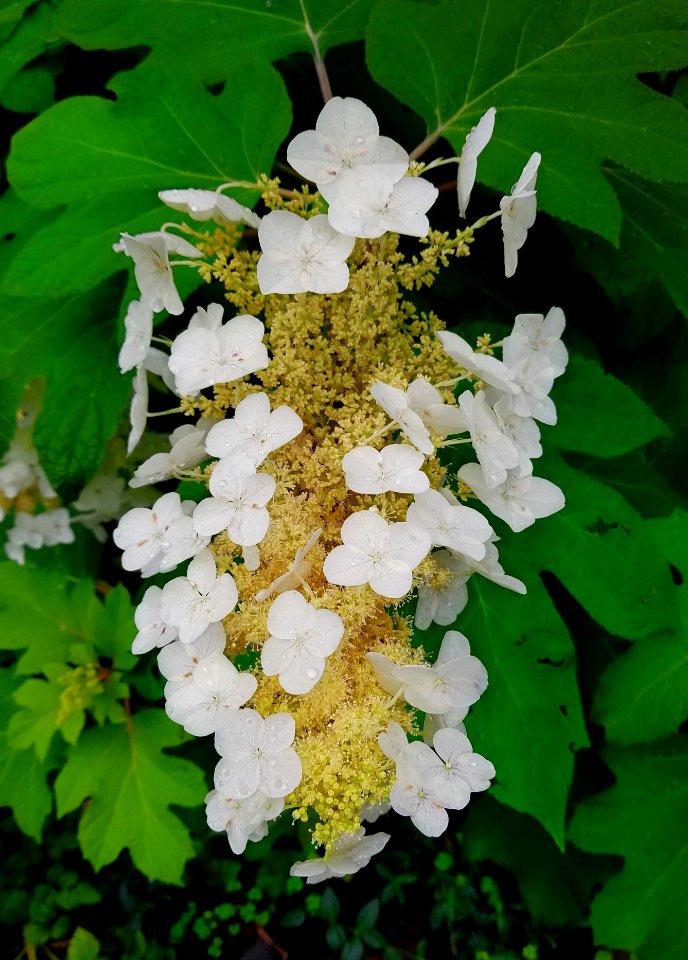 Oakleaf hydrangea - Arlington, MA