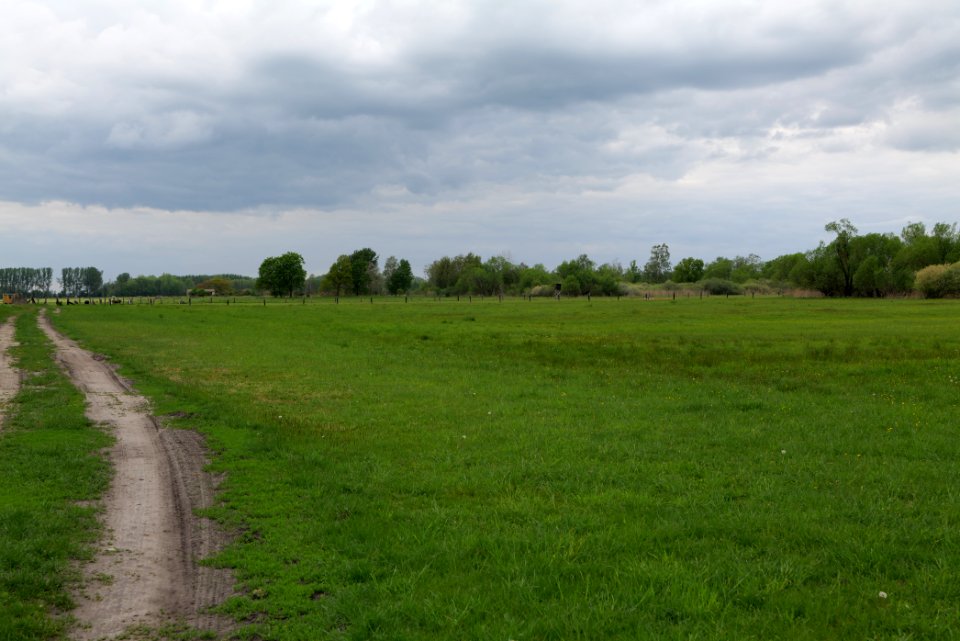 Oberes Rhinluch 2020-05-15 18