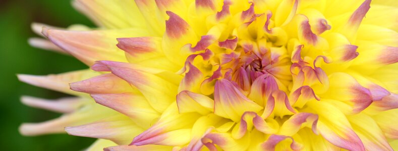 Background banner yellow