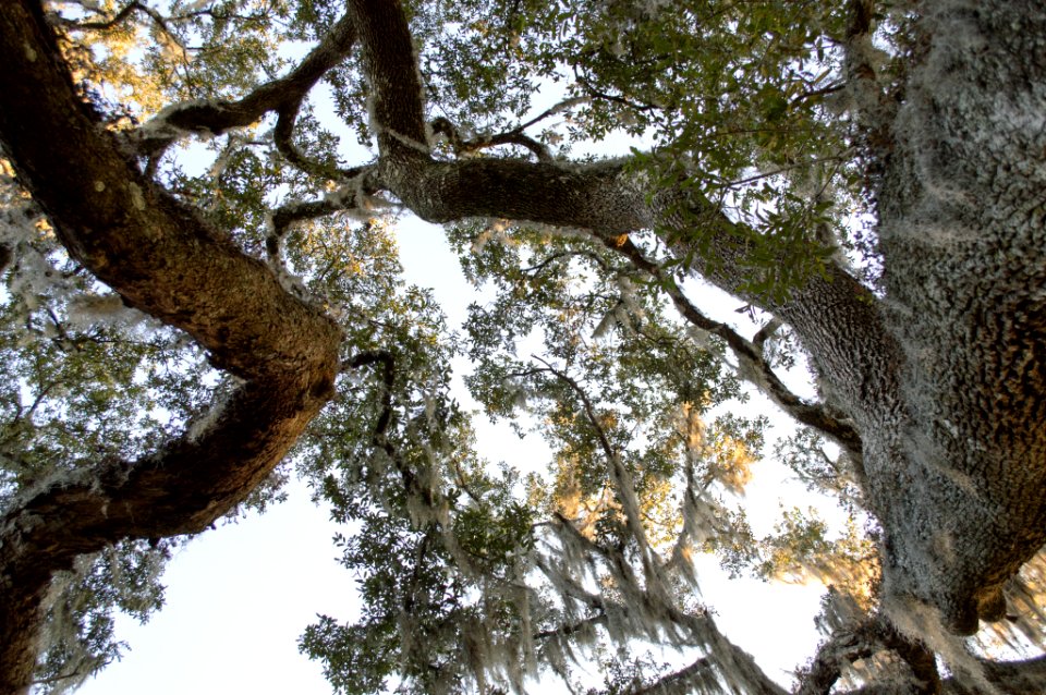 Oak Tree With Spanish Moss (237190073)