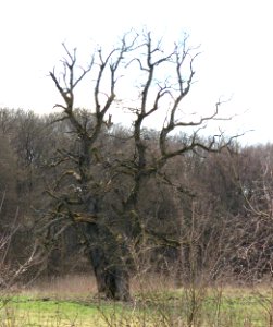 Oak tree natural monument Kuhnhoefen Germany