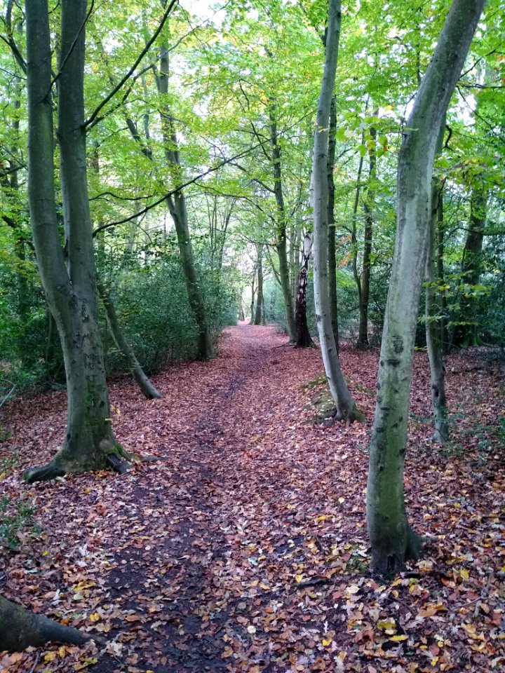 Oak Trail, Epping Forest