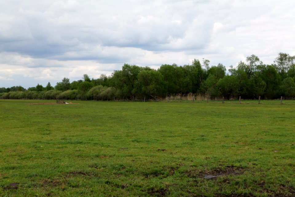 Oberes Rhinluch 2020-05-15 04