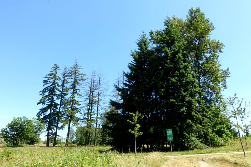 Oak Meadows Park - Vancouver, BC - DSC07448