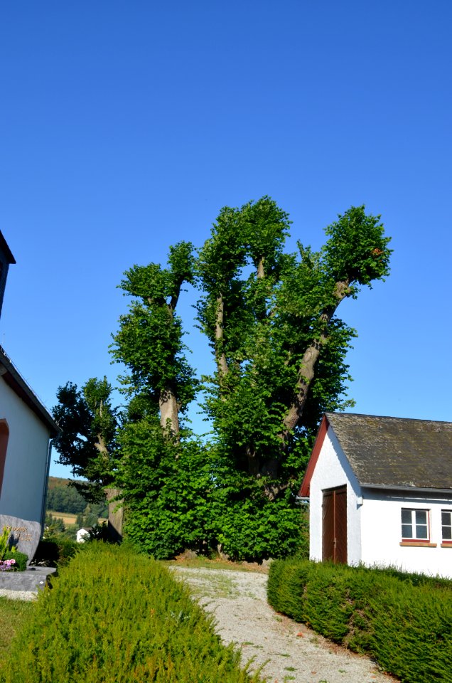 Oberlauken, Linden an der Kirche (1)