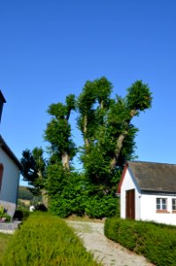 Oberlauken, Linden an der Kirche (1)