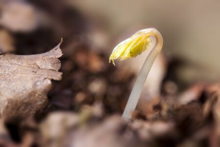 Plug seeds leaves