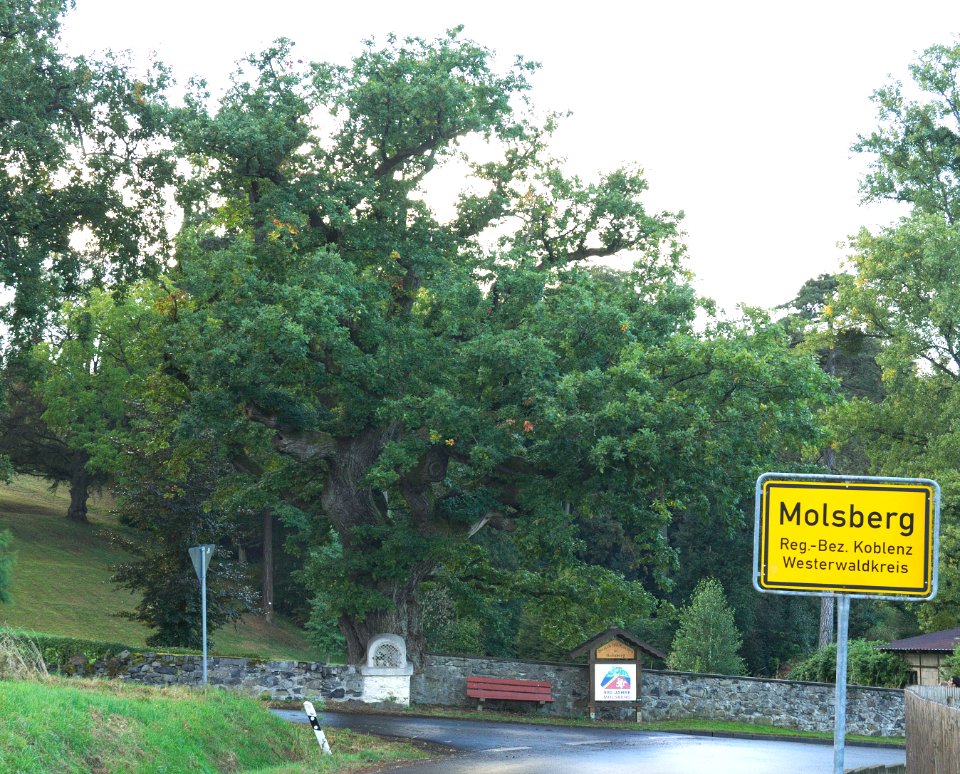Oak monument tree Molsberg (02)