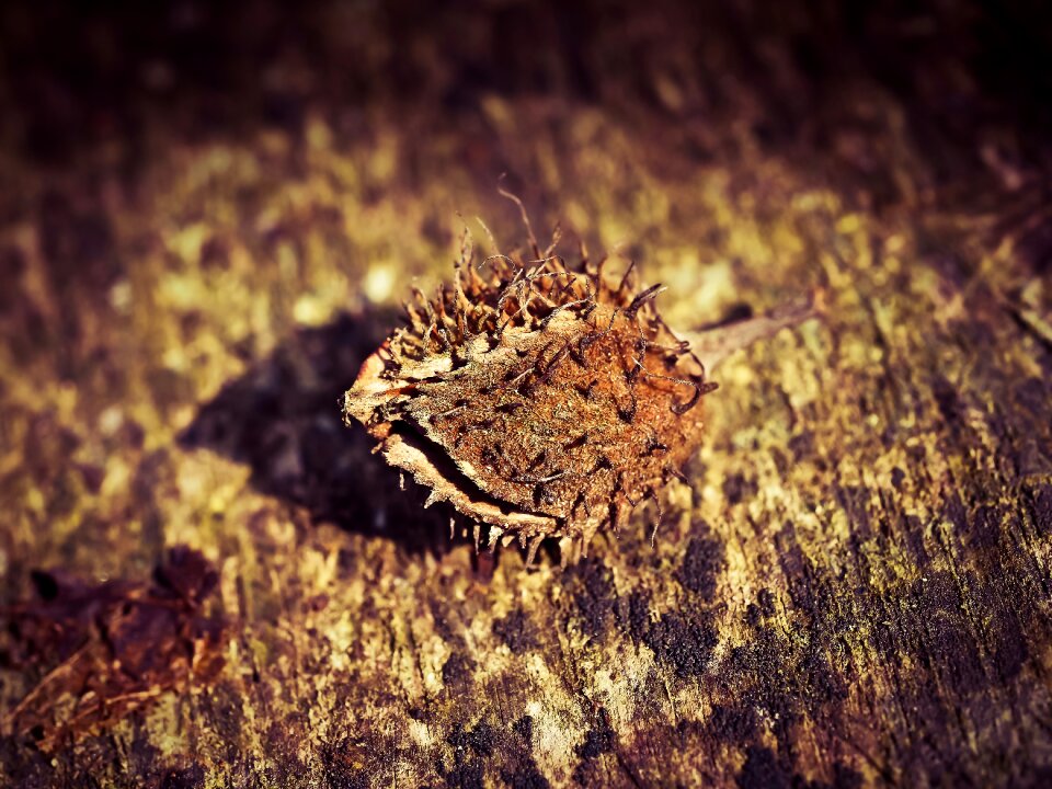 Fresh shell healthy