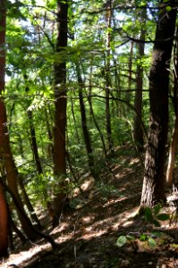 Oberhöchstadt, Naturschutzgebiet Stuhlberg, Stuhlbergbachtal