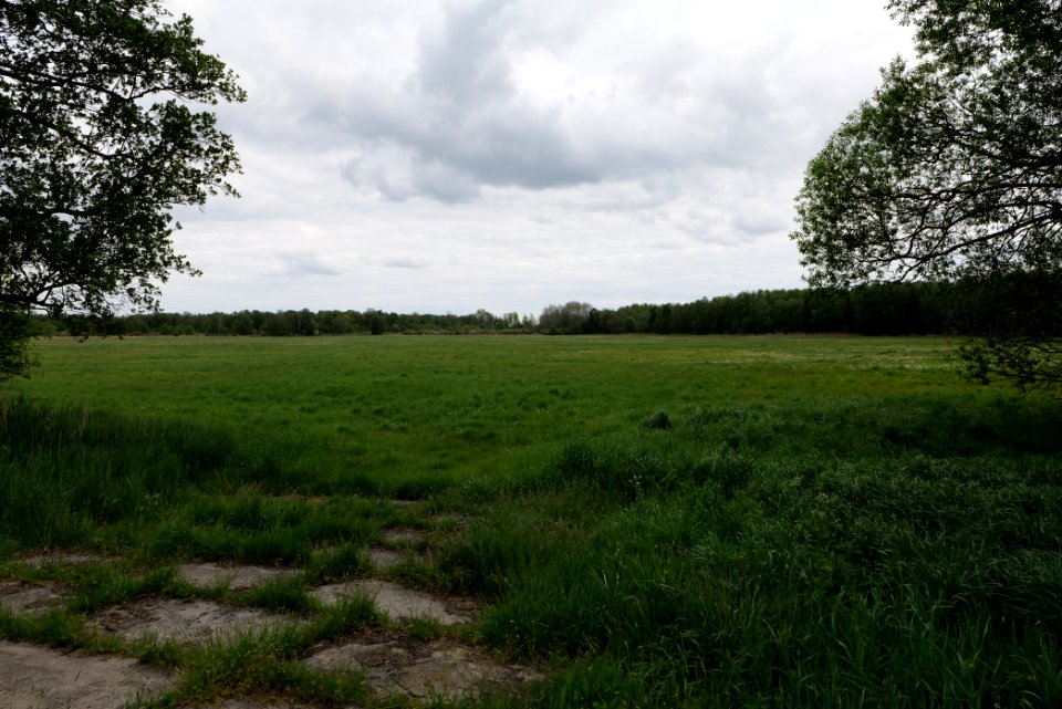 Oberes Rhinluch 2020-05-15 26